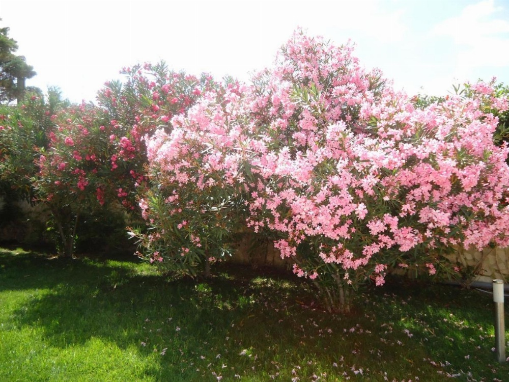 Villa Dafne Image 37