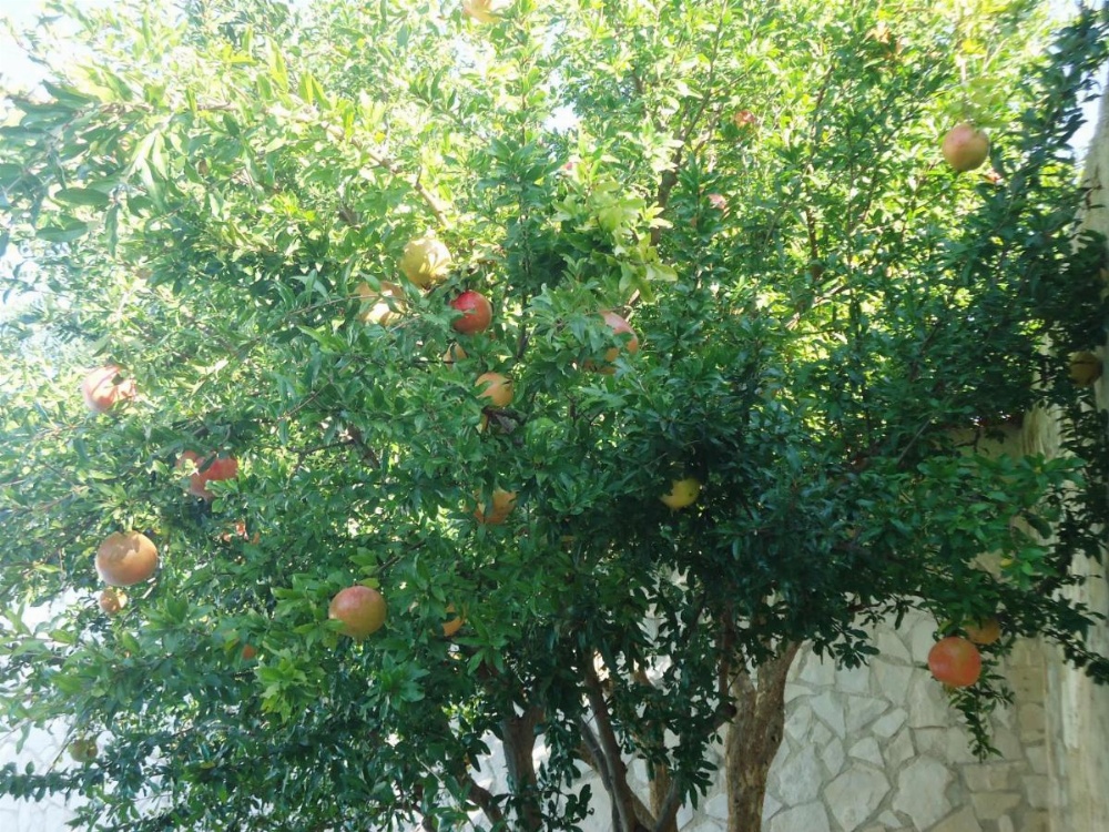 Villa Dafne Image 39